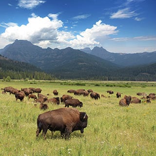 Bison