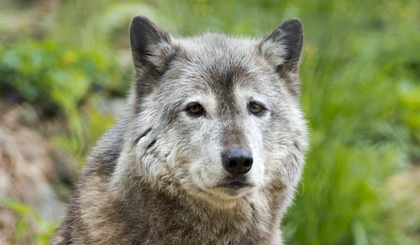 Gray Wolf